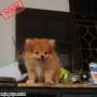 Jual Anjing Pomeranian