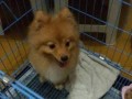 Jual Anjing Pomeranian