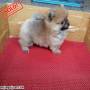 Jual Anjing Pomeranian