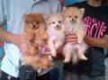 Jual Anjing Pomeranian