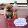 Jual Anjing Pomeranian