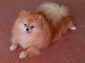 Jual Anjing Pomeranian