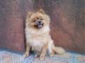 Jual Anjing Pomeranian