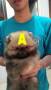 Jual Anjing Pomeranian