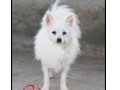 Jual Anjing Pomeranian
