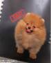 Jual Anjing Pomeranian