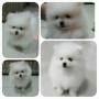 Jual Anjing Pomeranian