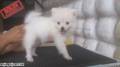 Jual Anjing Pomeranian