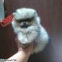 Jual Anjing Pomeranian