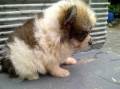 Jual Anjing Pomeranian