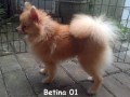 Jual Anjing Pomeranian