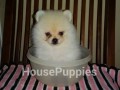 Jual Anjing Pomeranian
