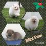 Jual Anjing Pomeranian