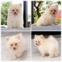 Jual Anjing Pomeranian