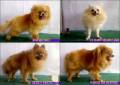 Jual Anjing Pomeranian