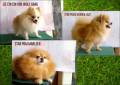 Jual Anjing Pomeranian