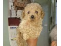 Jual Anjing Pomeranian