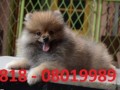 Jual Anjing Pomeranian