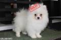 Jual Anjing Pomeranian