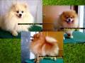 Jual Anjing Pomeranian
