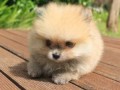 Jual Anjing Pomeranian