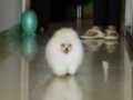 Jual Anjing Pomeranian