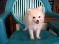 Jual Anjing Pomeranian