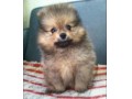 Jual Anjing Pomeranian
