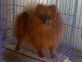 Jual Anjing Pomeranian