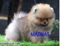 Jual Anjing Pomeranian