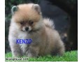 Jual Anjing Pomeranian