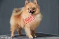 Jual Anjing Pomeranian