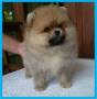 Jual Anjing Pomeranian