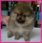 Jual Anjing Pomeranian