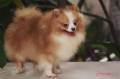 Jual Anjing Pomeranian