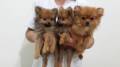 Jual Anjing Pomeranian