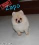 Jual Anjing Pomeranian