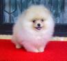 Jual Anjing Pomeranian