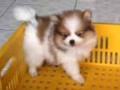 Jual Anjing Pomeranian