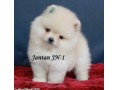 Jual Anjing Pomeranian