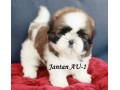 Jual Anjing Pomeranian