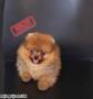 Jual Anjing Pomeranian