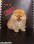 Jual Anjing Pomeranian