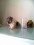 Jual Anjing Pomeranian
