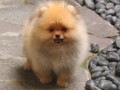 Jual Anjing Pomeranian