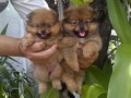 Jual Anjing Pomeranian