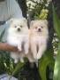 Jual Anjing Pomeranian