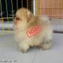 Jual Anjing Pomeranian
