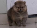 Jual Anjing Pomeranian