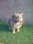 Jual Anjing Pomeranian